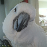 Popcorn the umbrella cockatoo.
